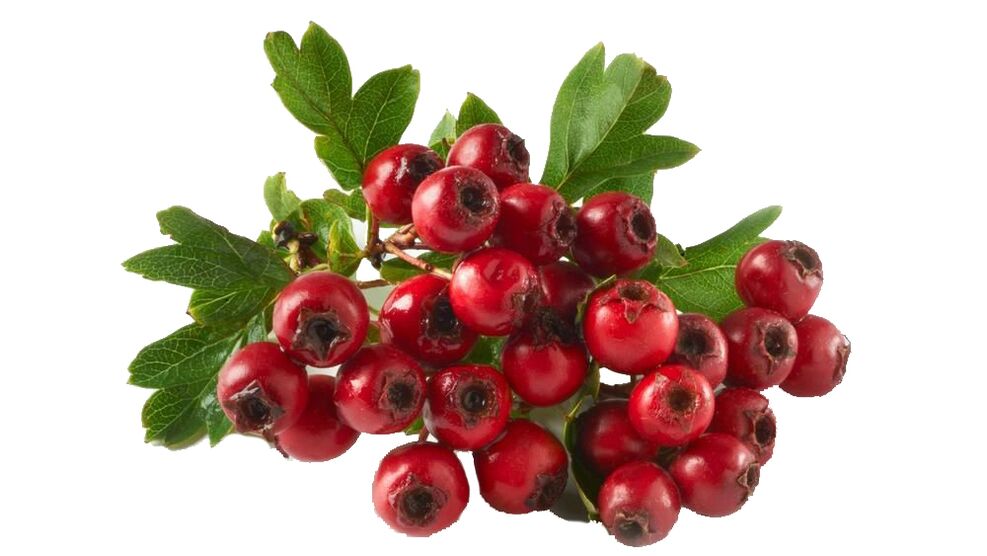 Hawthorn en Tonerin